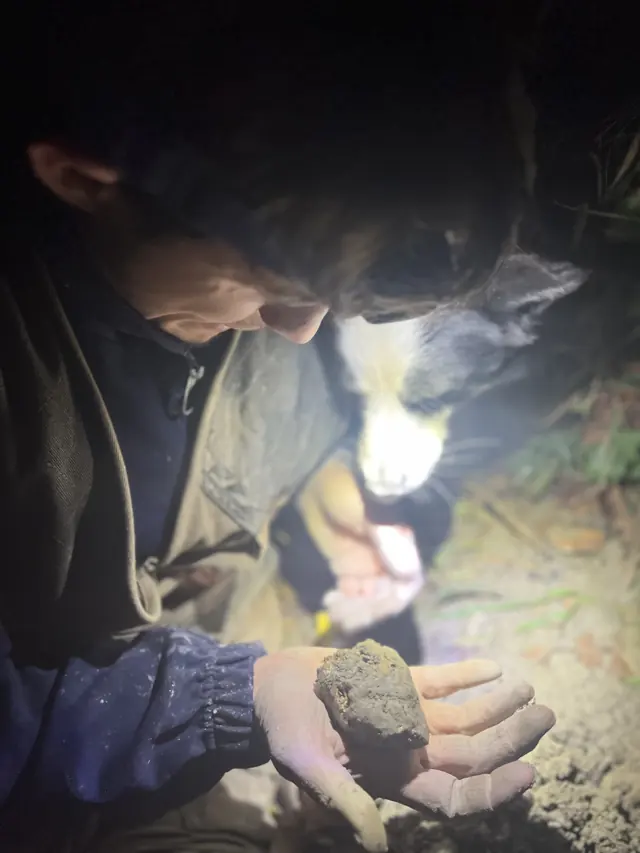 A truffle hunter examines a truffle by torchlight