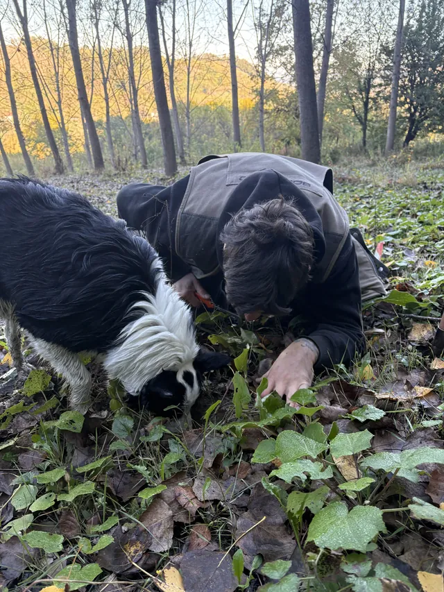 A truffle hunter and dog examine the ground among autumn leaves