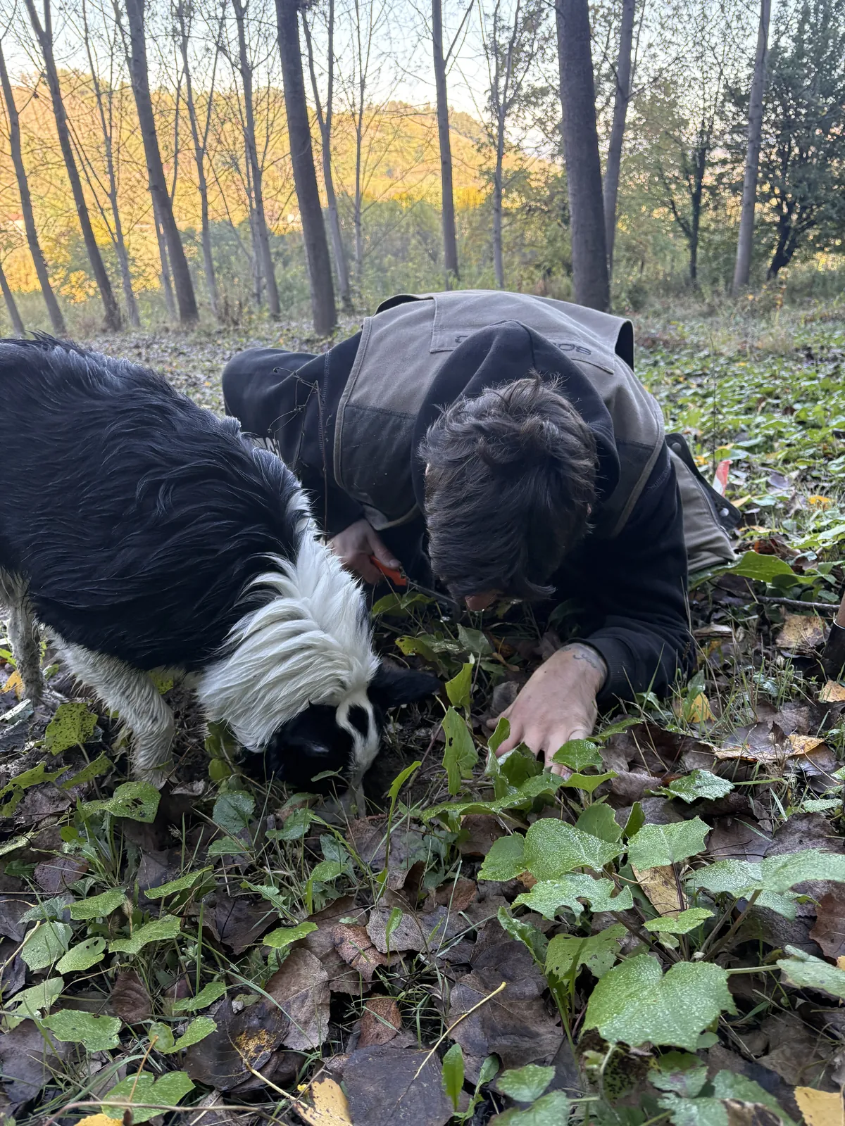Ein Trüffelsucher und sein Hund untersuchen den Boden im Herbstlaub