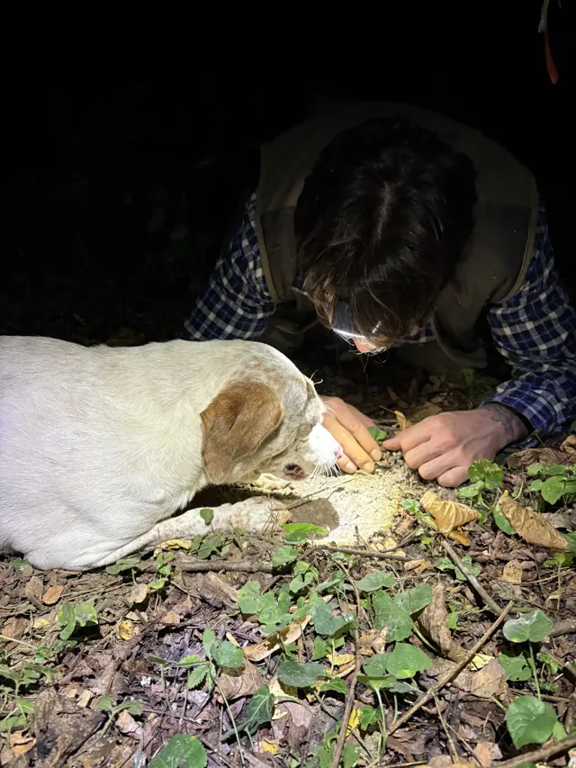 A truffle hunter and a white dog searching by lamplight