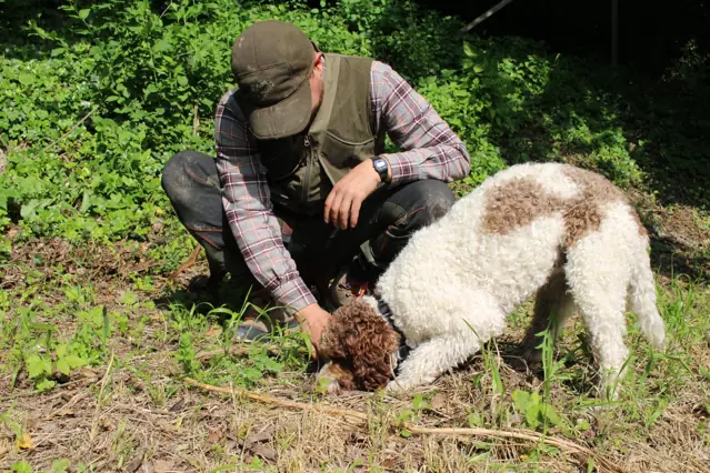 A truffle hunter follows his dog’s work on the ground