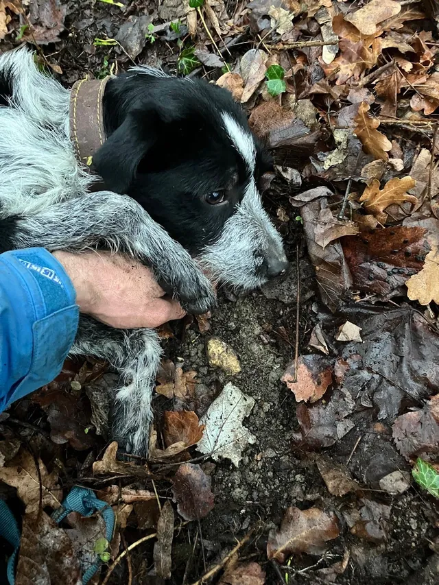 A dog sniffs the ground beside a truffle among the leaves