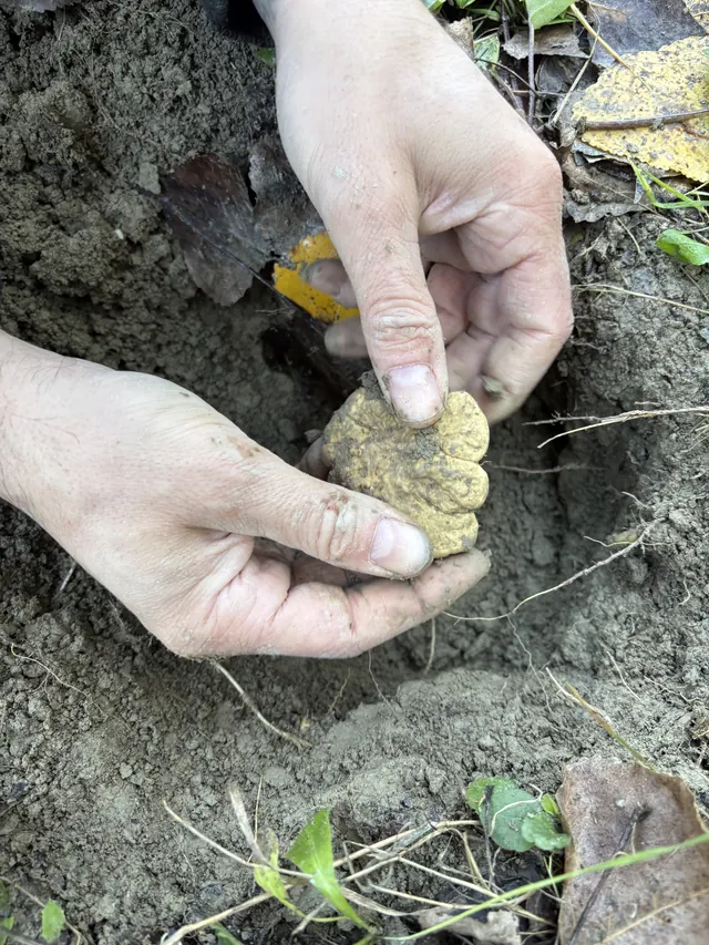 A truffle is gently lifted from the earth by hand