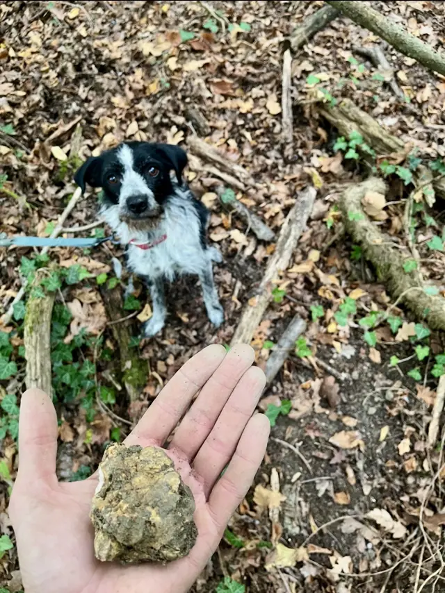 A freshly found truffle in the hunter’s hand, with the dog in the background