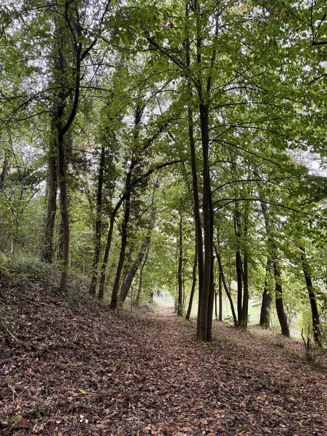 A path winds through tall woodland trees