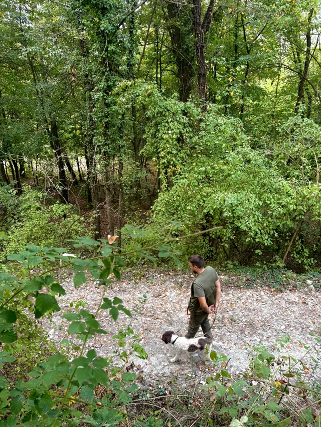 A truffle hunter and dog make their way through the undergrowth