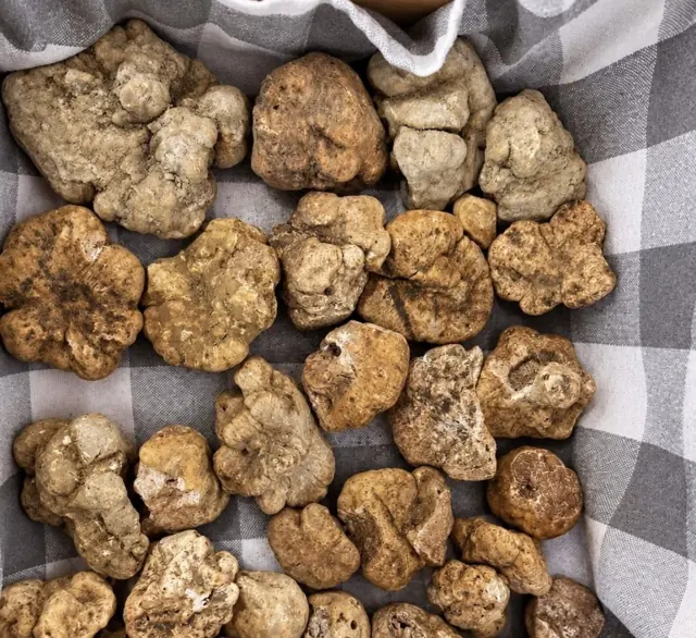 White truffles gathered on a cloth