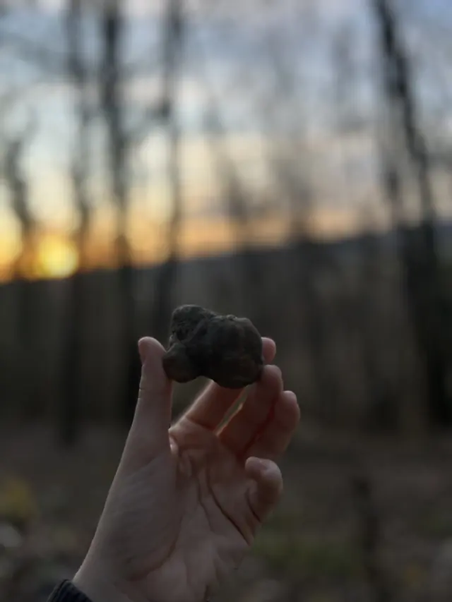 A hand holds a truffle in front of woodland trees at sunset