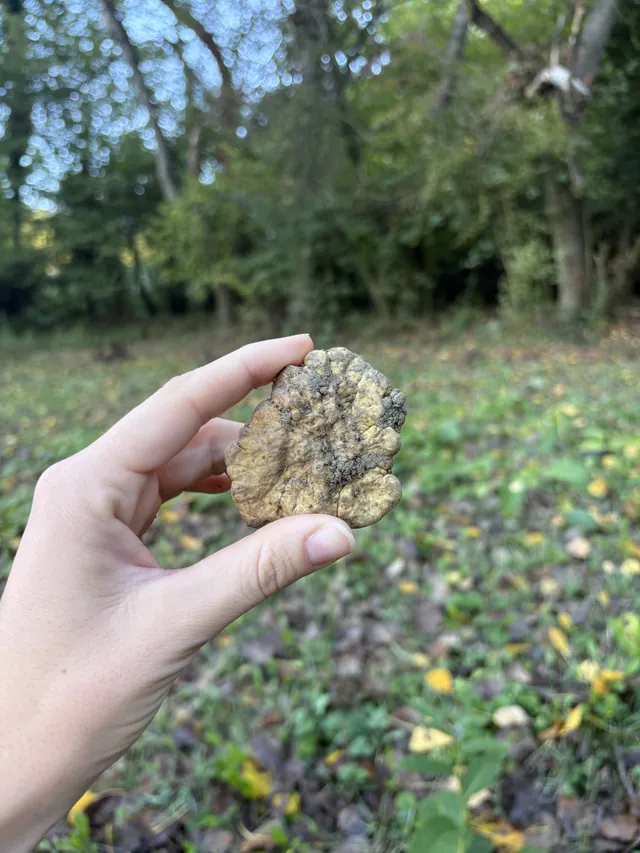 Eine Hand zeigt einen frisch gefundenen Trüffel vor dem Wald im Hintergrund