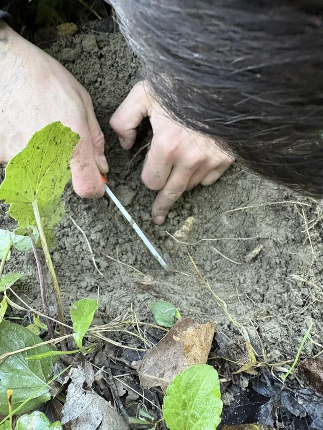 A truffle hunter’s hands locate a truffle still in the earth